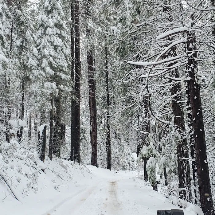 Lone Sequoia Campground Picture 6