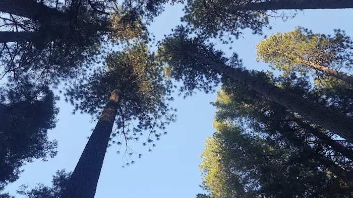 Lone Sequoia Campground Picture 10