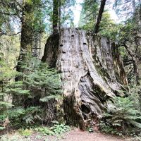 Nelder Grove ico