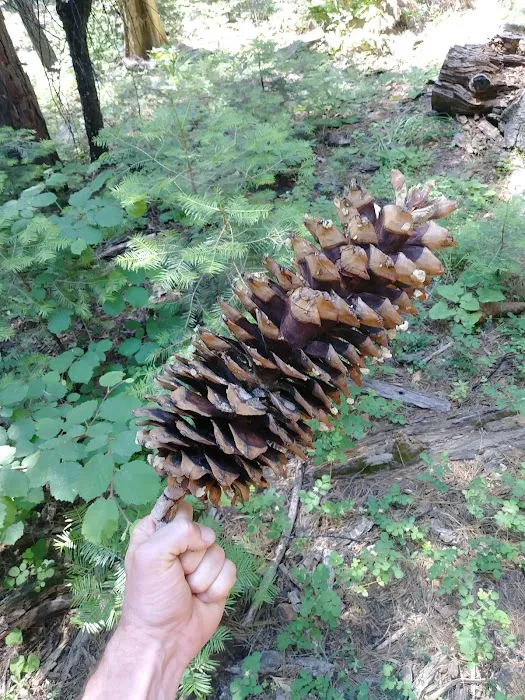 Nelder Grove Picture 8