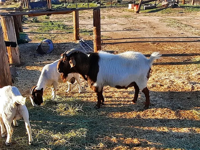 Rancho de Cumpas Picture 5