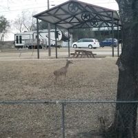 Cove RV Park ico