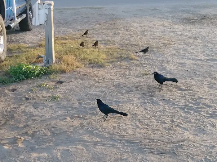 San Onofre Beach Campground Picture 5