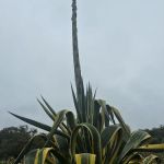 San Onofre Bluffs Campground