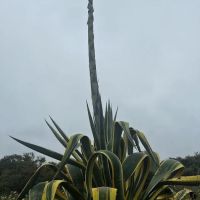 San Onofre Bluffs Campground ico