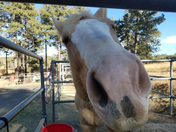 Los Vaqueros Group Horse Camp Picture 4