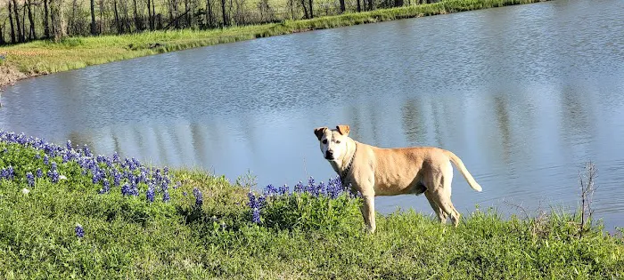 Texas Heritage RV Park Picture 4