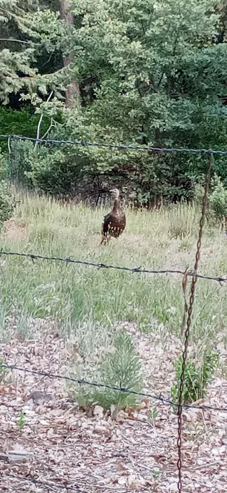 Pinezanita RV Park & Campgrounds Picture 9