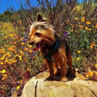 Dripping Springs Campground ico