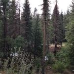 Goose Creek Campground