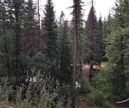 Goose Creek Campground