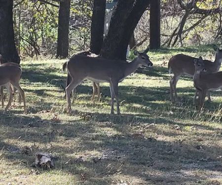 Comanche City Park RV Parking