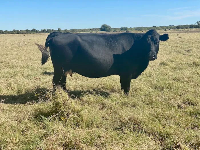 Flying Cow Ranch Picture 1