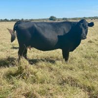 Flying Cow Ranch ico