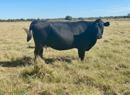 Flying Cow Ranch
