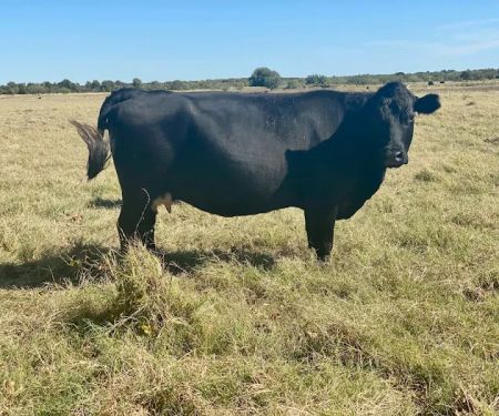 Flying Cow Ranch