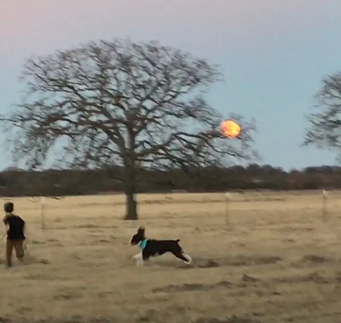 Flying Cow Ranch Picture 9