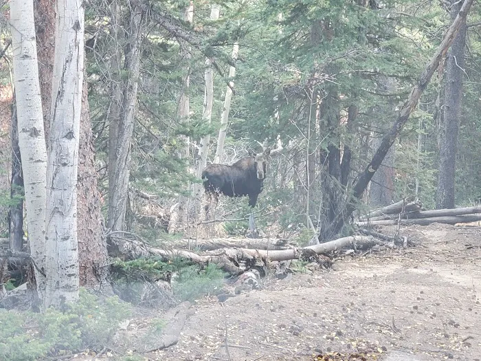 Hall Valley Campground Picture 6