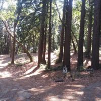 Toyon Campground ico