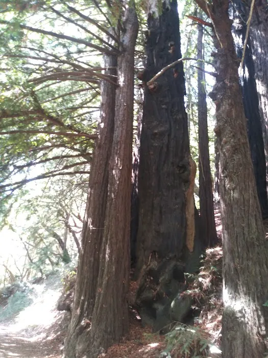 Toyon Campground Picture 7
