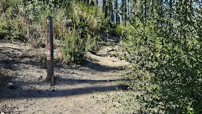 Ben Ries Campground, Butano State Park Picture 1
