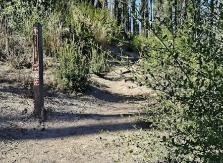 Ben Ries Campground, Butano State Park