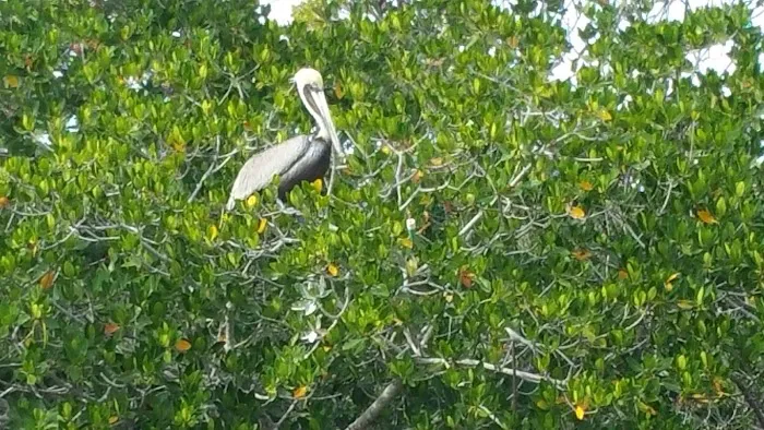 Pelican Cay RV Park LLC Picture 6