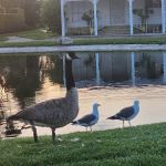 Lake Park Santa Ana