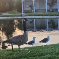 Lake Park Santa Ana ico
