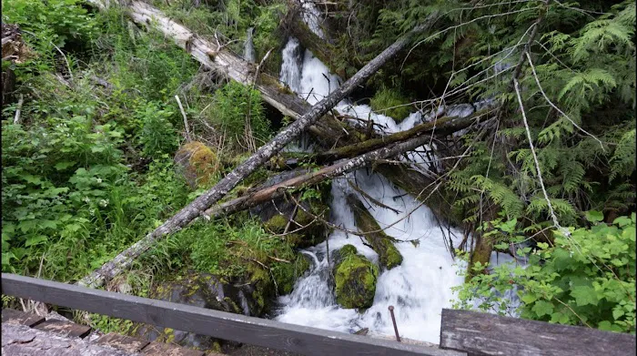 Dosewallips Campground Picture 4