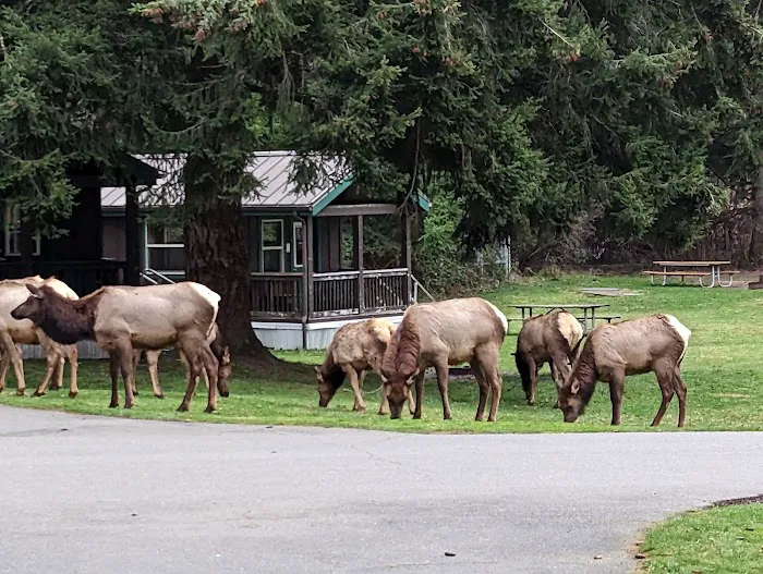 Dosewallips Campground Picture 6