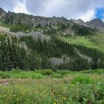 Lower Royal Meadow