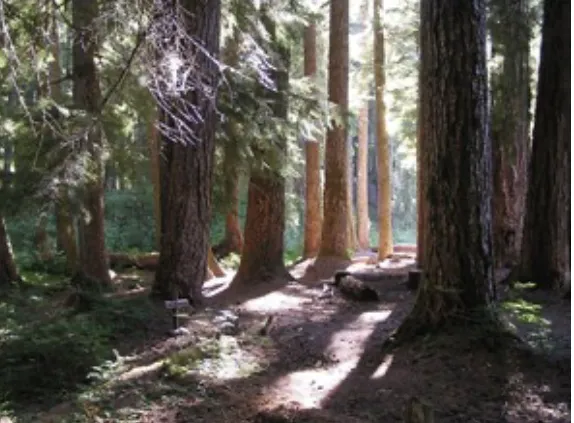 Diamond Meadows Picture 2