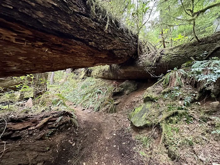 Carbon Glacier Trail Picture 4