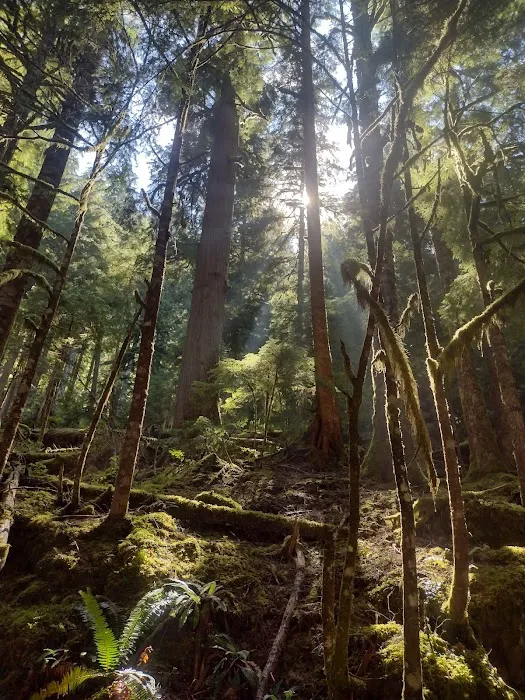 Carbon River Camp Picture 10