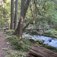 Graywolf Camp ico