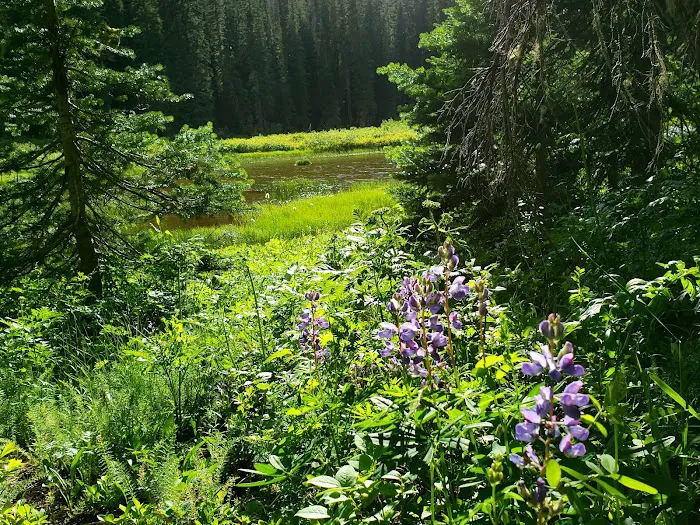 Fish Lake Campground Picture 10