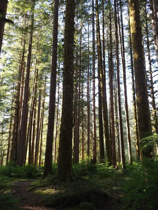 Tulalip Mill Site Group Campground Picture 6