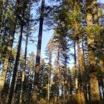 Margaret McKenny Campground