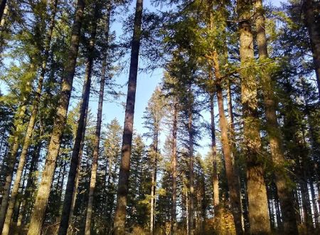 Margaret McKenny Campground