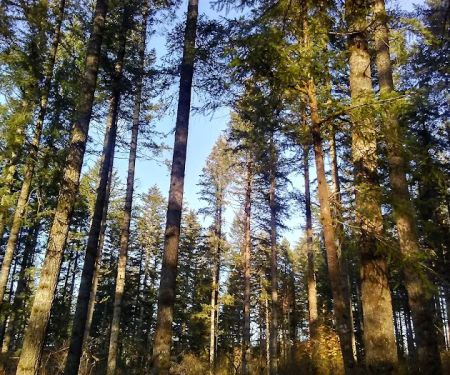 Margaret McKenny Campground