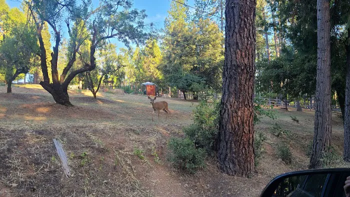 Orchard Springs Campground Picture 8