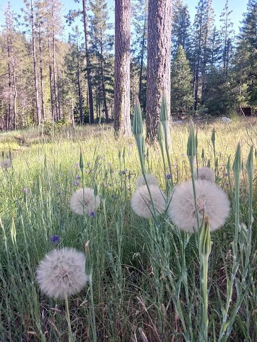 Shirttail Creek Family Campground Picture 5