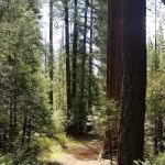 Foresthill, Sugar Pine Staging Area