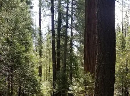 Foresthill, Sugar Pine Staging Area