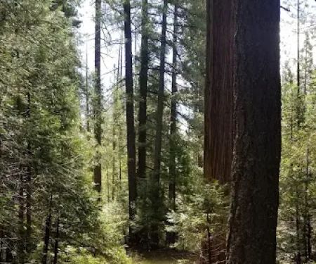 Foresthill, Sugar Pine Staging Area