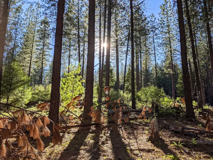 Morning Star Lake Campground Picture 5