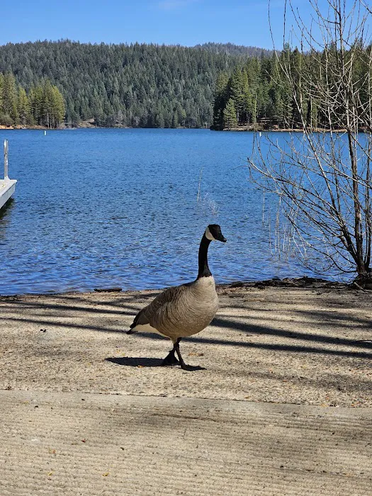 Sly Park Campground Picture 3