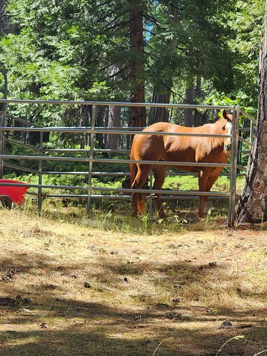 Black Oak Equestrian Camp Picture 4