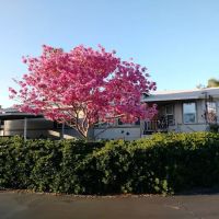 Green Tree Mobile Home Estates ico